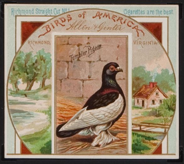 44 Tumbler Pigeon